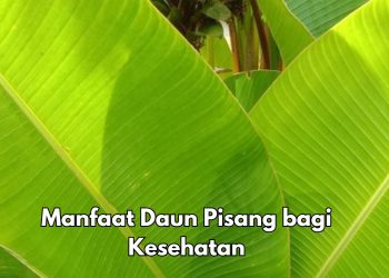 7 Manfaat Daun Pisang bagi Kesehatan, Salah Satunya Bisa Melindungi Kulit, Cek Riciannya di Sini