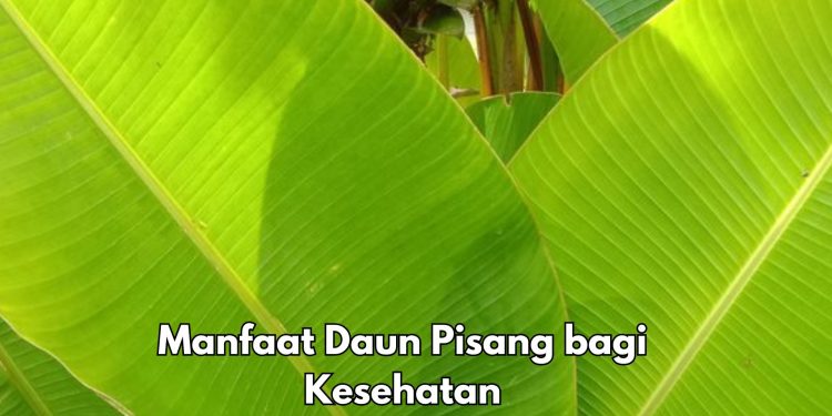 7 Manfaat Daun Pisang bagi Kesehatan, Salah Satunya Bisa Melindungi Kulit, Cek Riciannya di Sini