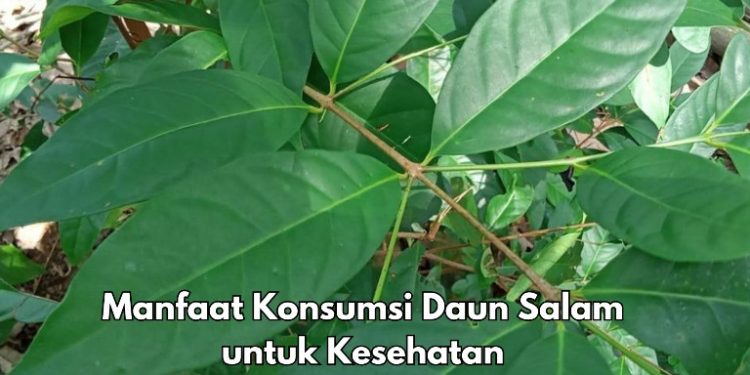 Ini 10 Manfaat Daun Salam untuk Kesehatan Tubuh, Cukup Konsumsi Sesuai Kebutuhan