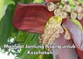 Konsumsi Rutin, Jantung Pisang Ini Dapat Mencegah Penuaan Dini, Cek Manfaat Lainnya di Sini