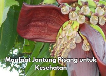 Konsumsi Rutin, Jantung Pisang Ini Dapat Mencegah Penuaan Dini, Cek Manfaat Lainnya di Sini