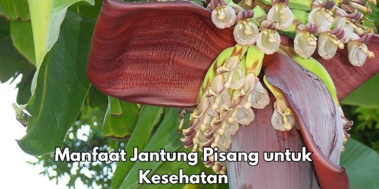 Konsumsi Rutin, Jantung Pisang Ini Dapat Mencegah Penuaan Dini, Cek Manfaat Lainnya di Sini