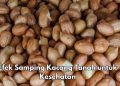 Ini Efek Samping Kacang Tanah yang Jarang Diketahui, Dapat Mengganggu Penyerapan Nutrisi