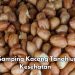 Ini Efek Samping Kacang Tanah yang Jarang Diketahui, Dapat Mengganggu Penyerapan Nutrisi