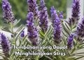 Cek Jenis Tumbuhan Ini, Dapat Menghilangkan Stres, Salah Satunya Lavender