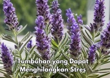 Cek Jenis Tumbuhan Ini, Dapat Menghilangkan Stres, Salah Satunya Lavender