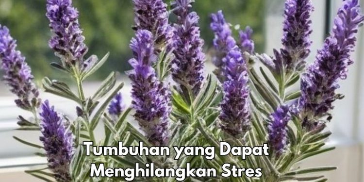 Cek Jenis Tumbuhan Ini, Dapat Menghilangkan Stres, Salah Satunya Lavender