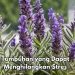 Cek Jenis Tumbuhan Ini, Dapat Menghilangkan Stres, Salah Satunya Lavender