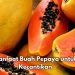 Manfaat Lain Buah Pepaya untuk Kecantikan, Bisa Menghilangkan Noda dan Flek, Cek di Sini
