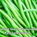 Bisa Mengurangi Gejala Depresi, Ini Manfaat Konsumsi Sayur Buncis Sehari-hari, Cek di Sini
