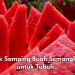 Konsumsi Buah Semangka Berlebihan Bisa Sebabkan Keracunan Air, Cek Efek Samping Lainnya di Sini