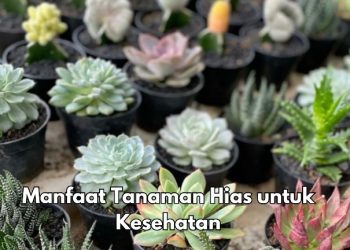 Tanaman Hias Punya Manfaat untuk Kesehatan, Salah Satunya Dapat Lebih Fokus, Cek Lainnya