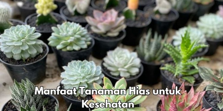 Tanaman Hias Punya Manfaat untuk Kesehatan, Salah Satunya Dapat Lebih Fokus, Cek Lainnya