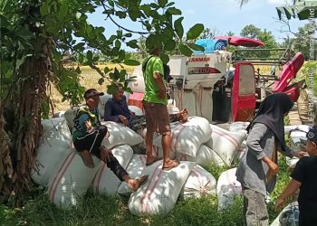 Mulai dari Mukomuko, Perum Bulog Bengkulu Serap Gabah Petani Musim Panen September-Desember 2025