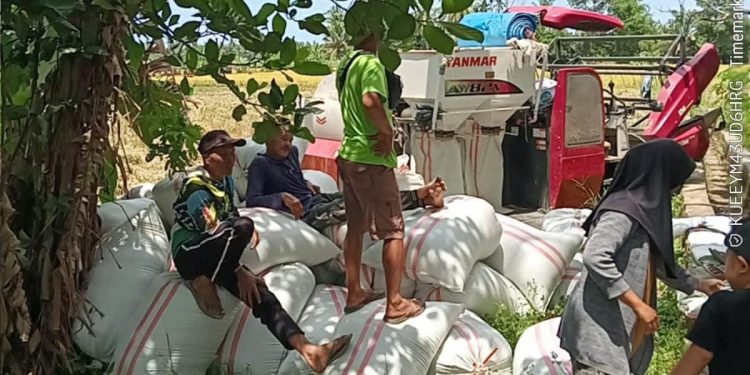 Mulai dari Mukomuko, Perum Bulog Bengkulu Serap Gabah Petani Musim Panen September-Desember 2025