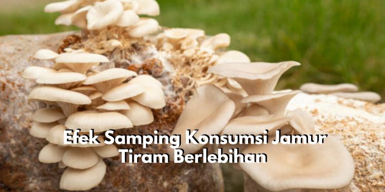 Inilah Efek Samping Konsumsi Jamur Tiram Secara Berlebihan, Wasapada Kesehatan Ginjal Bisa Terganggu