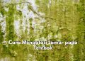 Susah Hilangkan Jamur di Tembok yang Membandel? Coba Gunakan 5 Cara Ini, Salah Satunya dengan Cuka Putih