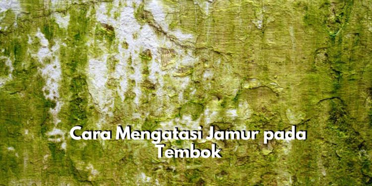 Susah Hilangkan Jamur di Tembok yang Membandel? Coba Gunakan 5 Cara Ini, Salah Satunya dengan Cuka Putih