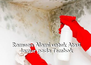 Gampil Banget! Cukup dengan 5 Ramuan Alami Ini Dijamin Jamur di Tembok Langsung Hilang, Yuk Cobain!