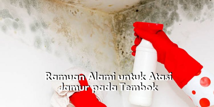 Gampil Banget! Cukup dengan 5 Ramuan Alami Ini Dijamin Jamur di Tembok Langsung Hilang, Yuk Cobain!