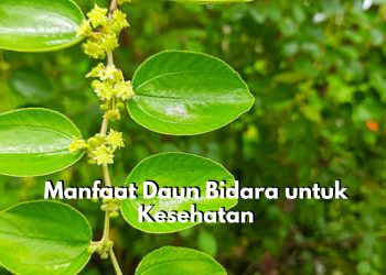 Cek Disini 7 Manfaat Utama Daun Bidara untuk Kesehatan, Ternyata Ampuh Obati Sariawan