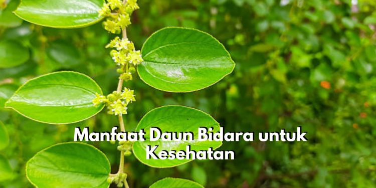 Cek Disini 7 Manfaat Utama Daun Bidara untuk Kesehatan, Ternyata Ampuh Obati Sariawan