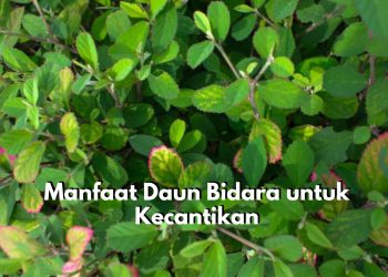 Bukan Hanya Tanaman Biasa, Inilah Manfaat Tersembunyi Daun Bidara untuk Kecantikan, Kulit Otewe Glowing Seketika