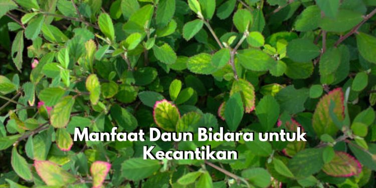 Bukan Hanya Tanaman Biasa, Inilah Manfaat Tersembunyi Daun Bidara untuk Kecantikan, Kulit Otewe Glowing Seketika
