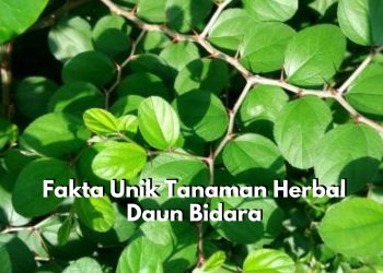 Disebutkan dalam Kitab Suci Al-Qur’an dan Hadis, Yuk Kilas Balik Ragam Fakta Unik Tanaman Herbal Duan Bidara
