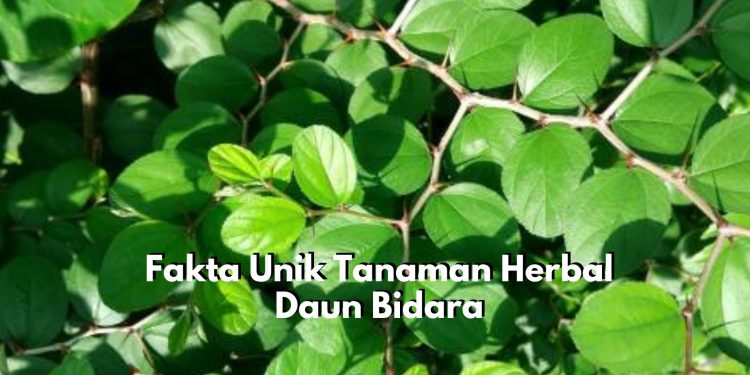Disebutkan dalam Kitab Suci Al-Qur’an dan Hadis, Yuk Kilas Balik Ragam Fakta Unik Tanaman Herbal Duan Bidara