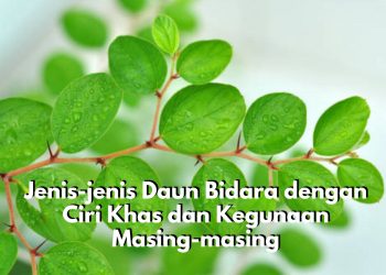 Wajib Diketahui! Daun Bidara Miliki 5 Jenis yang Berbeda dengan Ciri Khas dan Kegunaan Masing-masing
