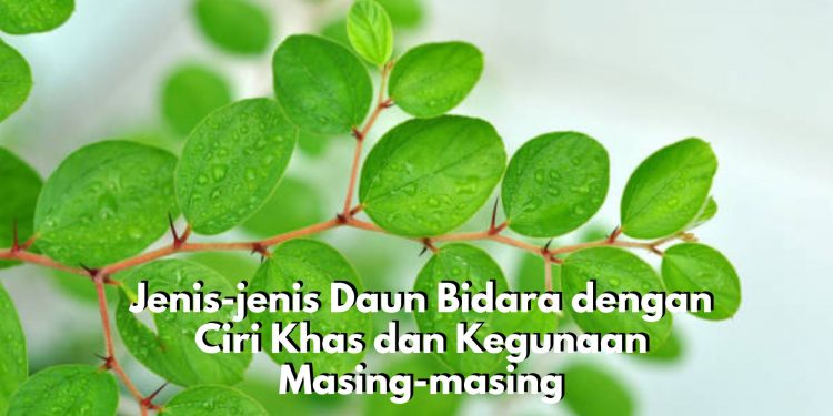 Wajib Diketahui! Daun Bidara Miliki 5 Jenis yang Berbeda dengan Ciri Khas dan Kegunaan Masing-masing
