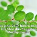 Wajib Diketahui! Daun Bidara Miliki 5 Jenis yang Berbeda dengan Ciri Khas dan Kegunaan Masing-masing