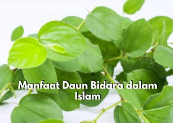 Inilah 6 Manfaat Daun Bidara dalam Islam, Ternyata Kerap Digunakan Sebagai Bahan Pengobatan Ruqyah