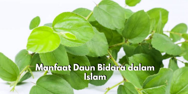 Inilah 6 Manfaat Daun Bidara dalam Islam, Ternyata Kerap Digunakan Sebagai Bahan Pengobatan Ruqyah
