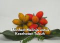 Tanaman Melinjo Tawarkan 5 Manfaat Terbaik untuk Kesehatan Tubuh, Ampuh dalam Melawan Radikal Bebas