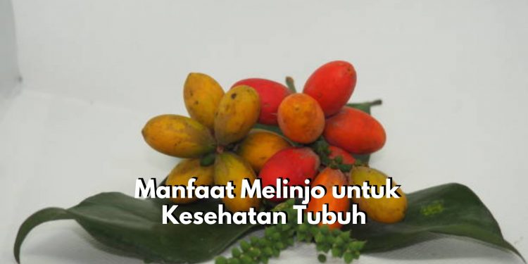 Tanaman Melinjo Tawarkan 5 Manfaat Terbaik untuk Kesehatan Tubuh, Ampuh dalam Melawan Radikal Bebas