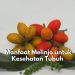 Tanaman Melinjo Tawarkan 5 Manfaat Terbaik untuk Kesehatan Tubuh, Ampuh dalam Melawan Radikal Bebas
