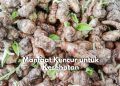 Sering Alami Stres? Coba Atasi dengan Konsumsi Kencur Ini, Jangan Lupa Cek Manfaat Lainnya!