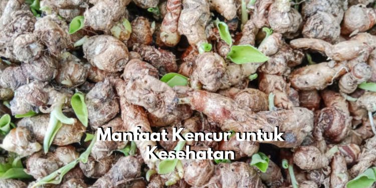 Sering Alami Stres? Coba Atasi dengan Konsumsi Kencur Ini, Jangan Lupa Cek Manfaat Lainnya!