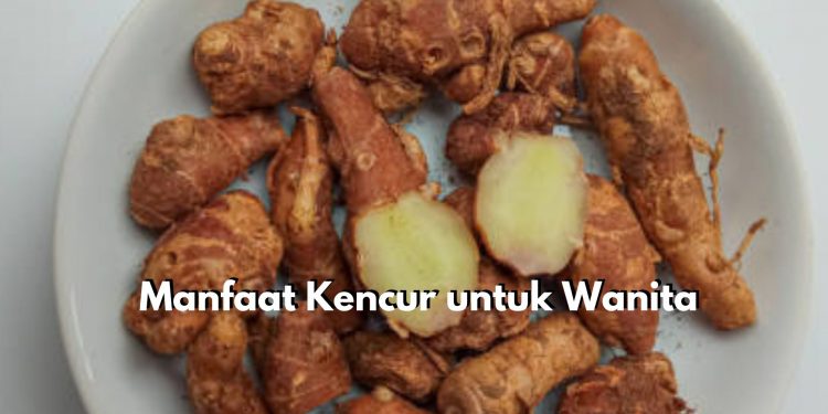 Baik untuk Wanita, Cek Disini 6 Manfaat Istimewa Tanaman Kencur untuk Kesehatan Wanita, Tak Terkecuali Atasi Nyeri Haid