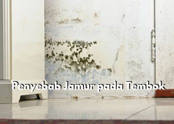 Ketahui Penyebab Munculnya Jamur pada Tembok, Salah Satunya Kurangnya Sirkulasi Udara