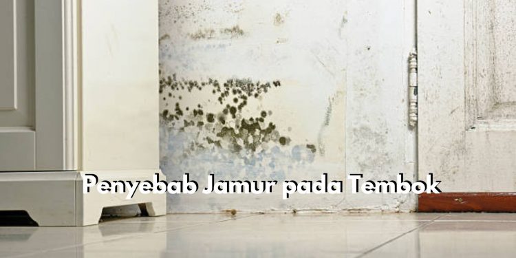 Ketahui Penyebab Munculnya Jamur pada Tembok, Salah Satunya Kurangnya Sirkulasi Udara