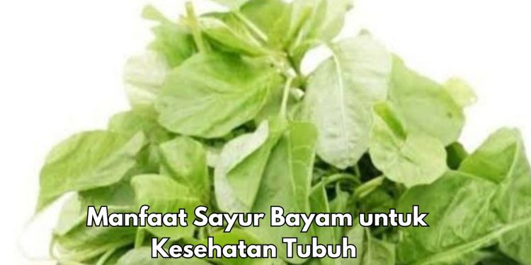 Manfaat Lain Konsumsi Sayur Bayam Sehari-hari, Bisa Menjaga Kesehatan Tulang