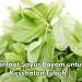 Manfaat Lain Konsumsi Sayur Bayam Sehari-hari, Bisa Menjaga Kesehatan Tulang