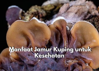 Tak Kalah dengan Jenis Jamur Lainnya! Cek Disini 6 Manfaat Jamur Kuping untuk Kesehatan