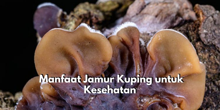 Tak Kalah dengan Jenis Jamur Lainnya! Cek Disini 6 Manfaat Jamur Kuping untuk Kesehatan