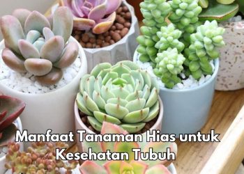 Manfaat Lain Tanaman Hias bagi Kesehatan, Dapat Mengatasi Gangguan Mental, Cek di Sini!