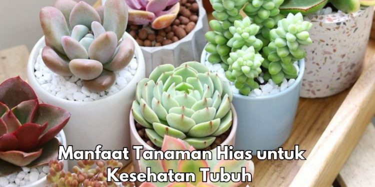 Manfaat Lain Tanaman Hias bagi Kesehatan, Dapat Mengatasi Gangguan Mental, Cek di Sini!