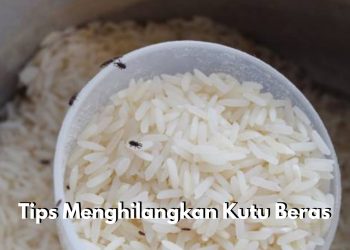 Kutu Beras Mengganggu Kualitas Beras? Ini Tips Menghilangkannya dengan Bawang Putih